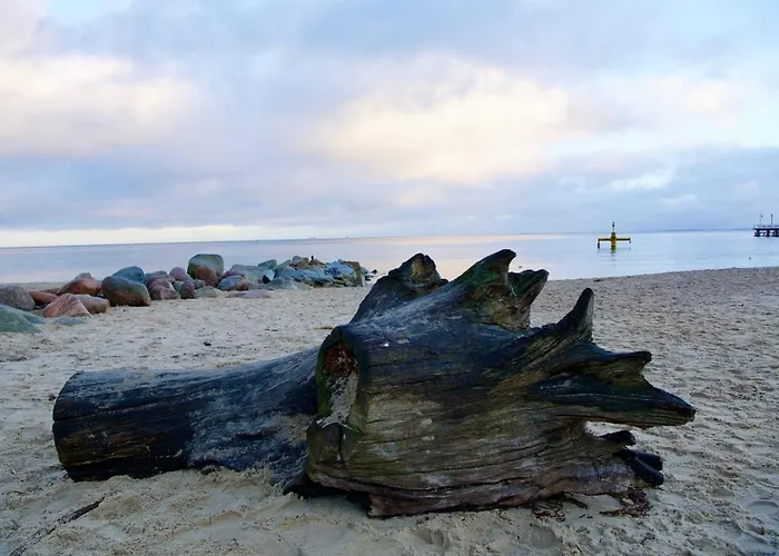 W Sopocie Miedzy Lasem A Morzem Daire Sopot